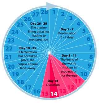 Menstrual Cycle